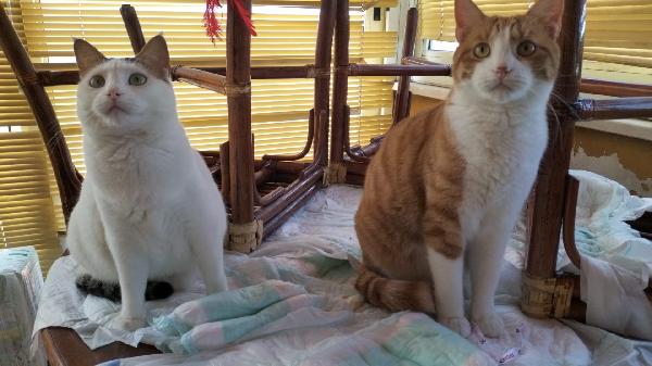 Fratelli Gatti 
