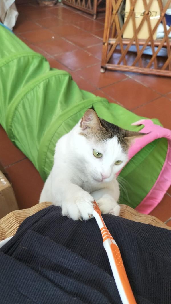 Fratelli gatti  Foto 2