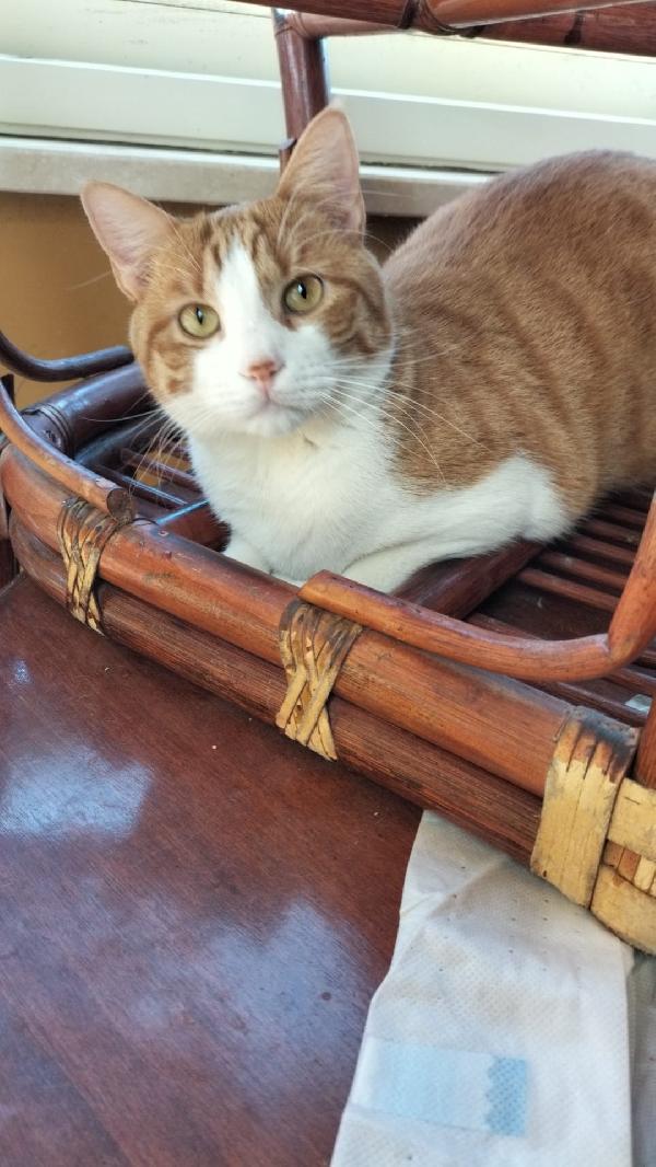 Fratelli gatti  Foto 4