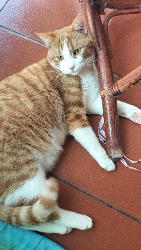 Fratelli gatti  Foto 5