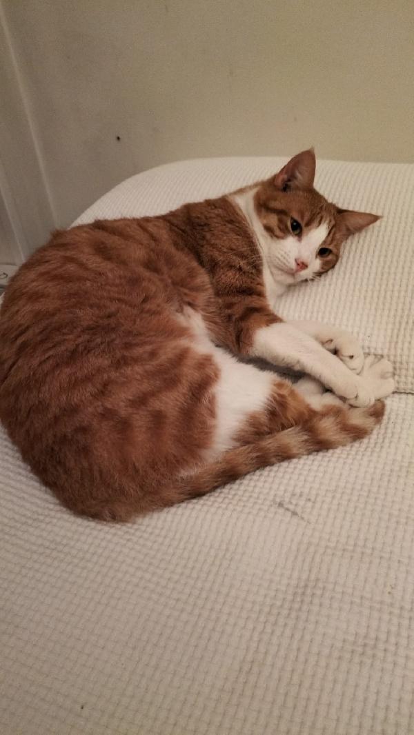 Fratelli gatti  Foto 6