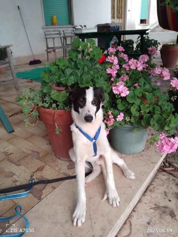 🐾 DANIEL CERCA CASA 🐾 Foto 1