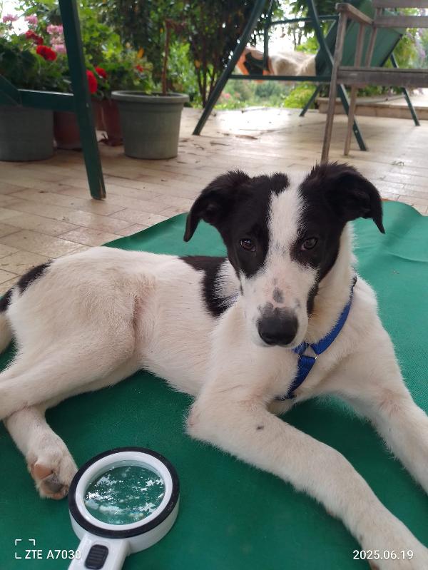 🐾 DANIEL CERCA CASA 🐾 Foto 6