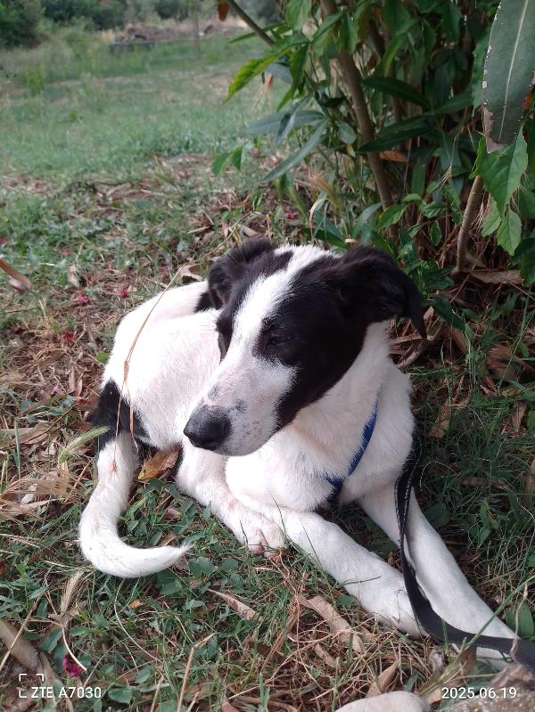 ✨ DANIEL, CUCCIOLO SPECIALE IN CERCA DI CASA ✨ Foto 2