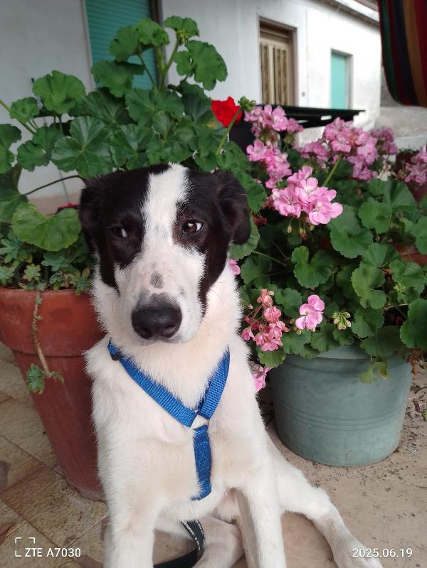 ✨ DANIEL, CUCCIOLO SPECIALE IN CERCA DI CASA ✨ Foto 5