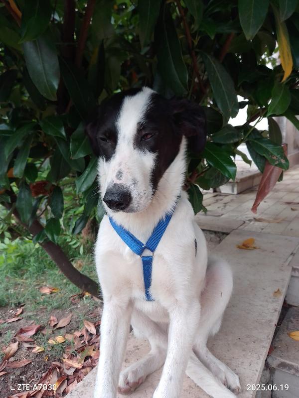 ✨ DANIEL, CUCCIOLO SPECIALE IN CERCA DI CASA ✨ Foto 6