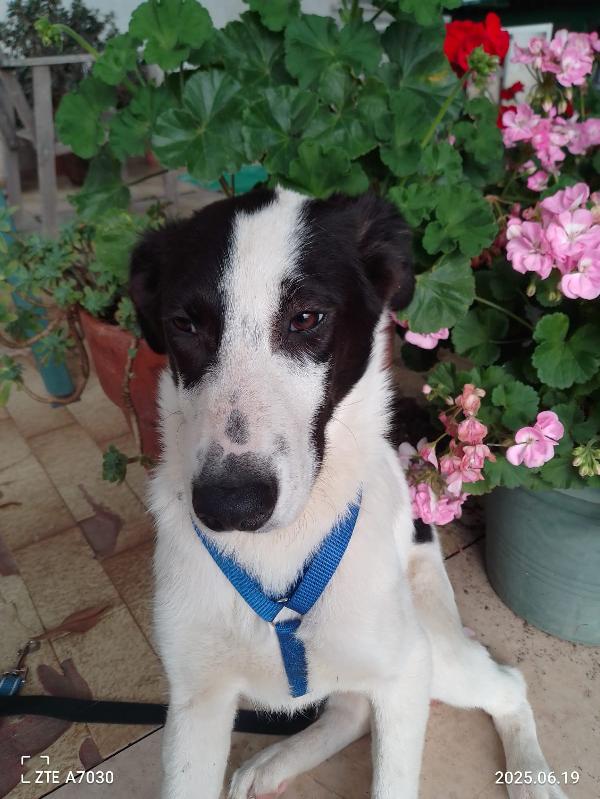 ✨ DANIEL, CUCCIOLO SPECIALE IN CERCA DI CASA ✨ Foto 7