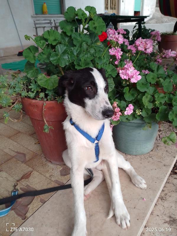 ✨ DANIEL, CUCCIOLO SPECIALE IN CERCA DI CASA ✨ Foto 8