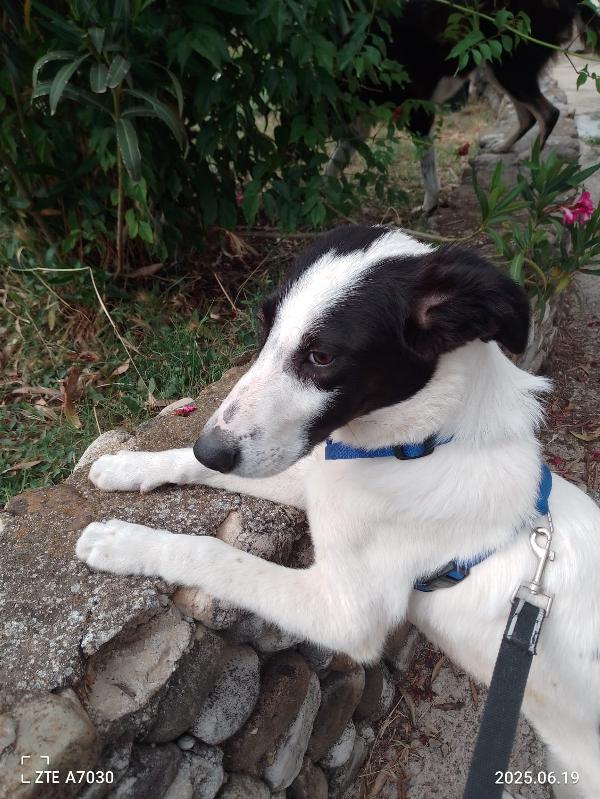 ✨ DANIEL, CUCCIOLO SPECIALE IN CERCA DI CASA ✨ Foto 9