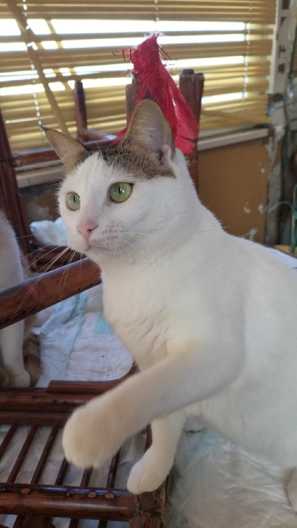 Fratelli gatti  Foto 7