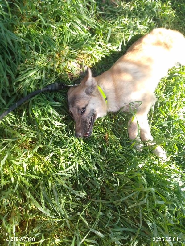 🐾 KERRY CERCA CASA 🐾 Foto 6