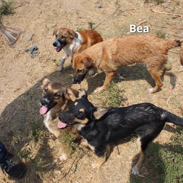 Bea, 6 mesi Foto 6