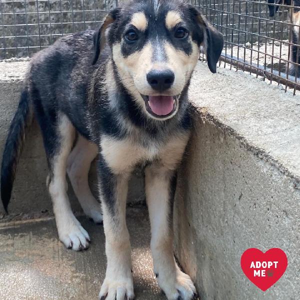 Jolly Dolce Cucciolo 3 Mesi Cerca Casa - Adozione Canile Di Latina