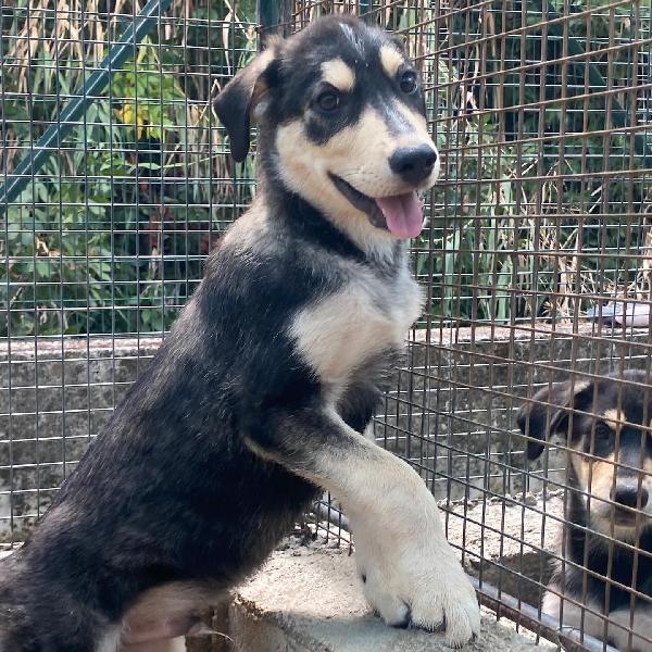 JOLLY dolce cucciolo 3 mesi cerca casa - adozione canile di Latina Foto 2