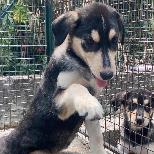 JOLLY dolce cucciolo 3 mesi cerca casa - adozione canile di Latina Foto 3