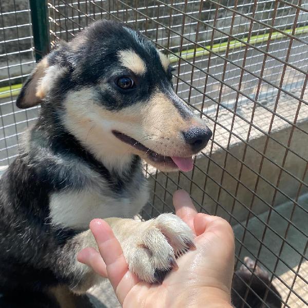 JOLLY dolce cucciolo 3 mesi cerca casa - adozione canile di Latina Foto 4