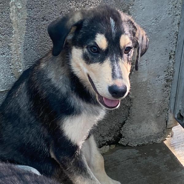 JOLLY dolce cucciolo 3 mesi cerca casa - adozione canile di Latina Foto 5