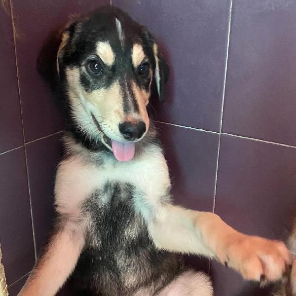 JOLLY dolce cucciolo 3 mesi cerca casa - adozione canile di Latina Foto 8