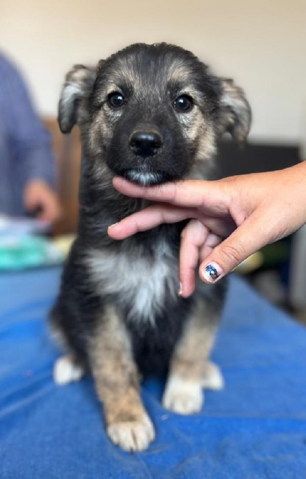 VENERE ha bisogno del tuo Amore. Adottala. Foto 2