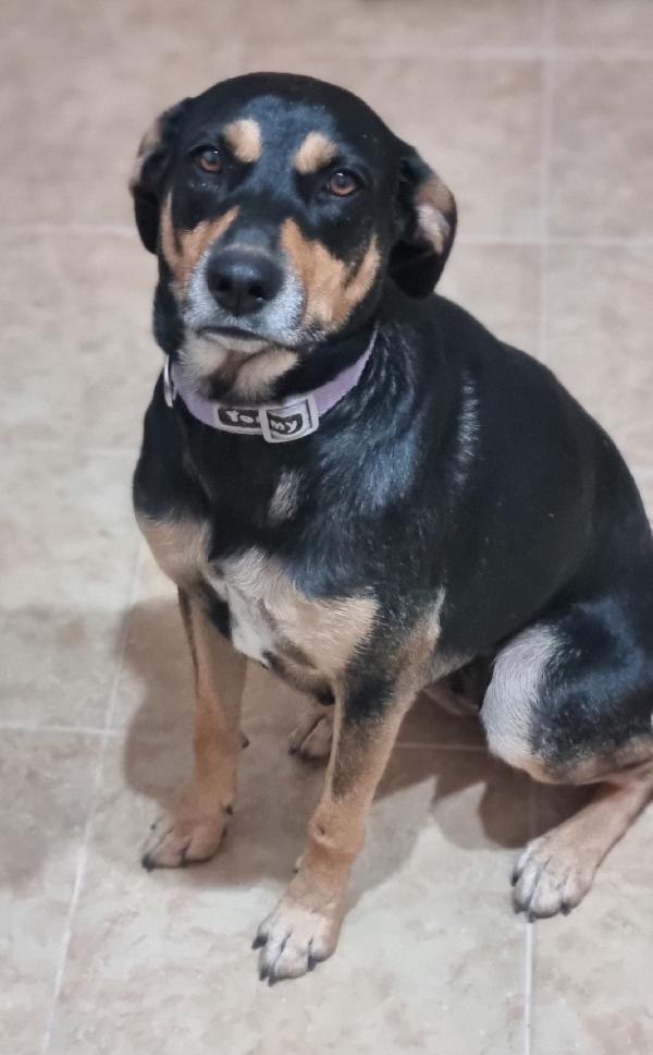 Dolce Milly