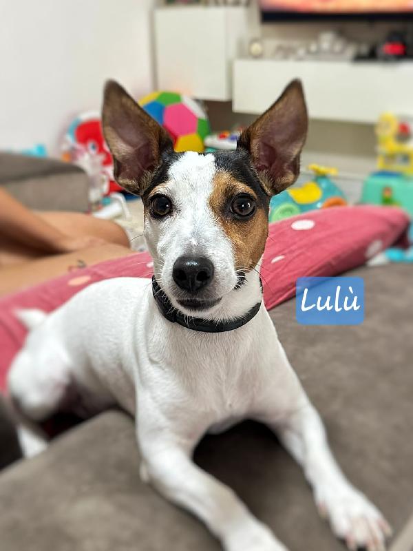 Lulù..piccola Cerca Mamma 