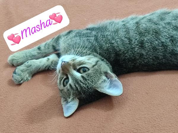Masha Dolcissima Micina Tigrata 