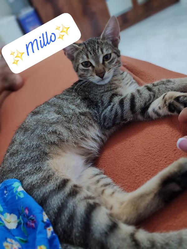 Millo Dolcissimo Micino Tigrato 