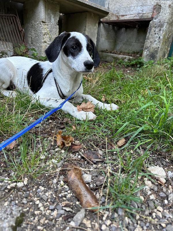 Lobotka 5 mesi futura tg medio grande Foto 2