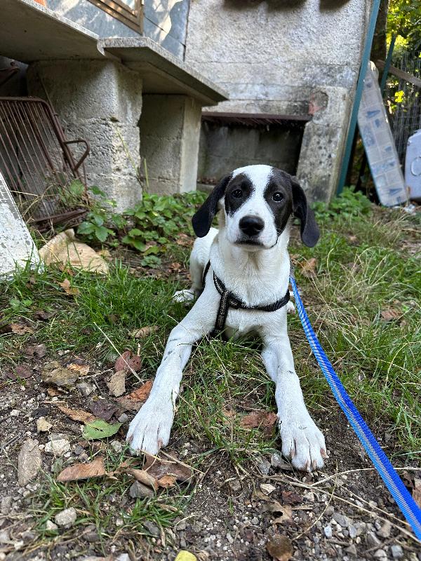 Lobotka 5 mesi futura tg medio grande Foto 3
