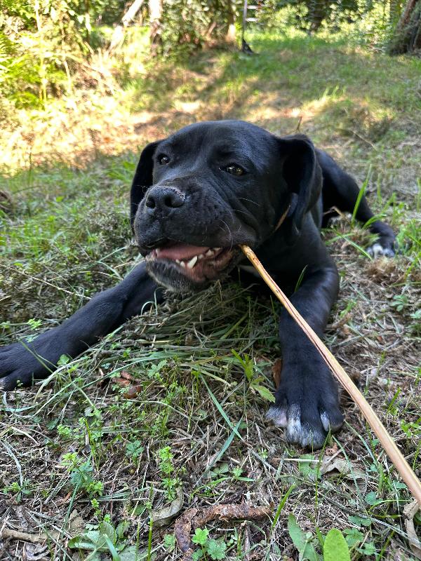 Ulisse, 6 mesi mix corso Foto 3