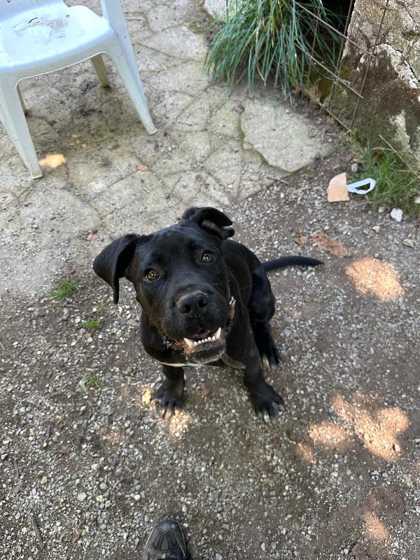 Ulisse, 6 mesi mix corso Foto 4