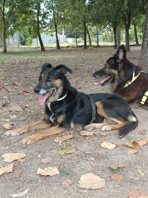Tessa, 8 Anni 15 Kg, Il Cane Perfetto 