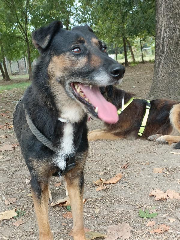 Tessa, 8 anni 15 kg, il cane perfetto  Foto 2