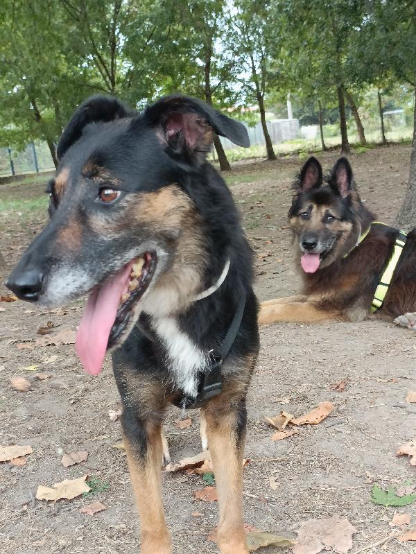 Tessa, 8 anni 15 kg, il cane perfetto  Foto 3