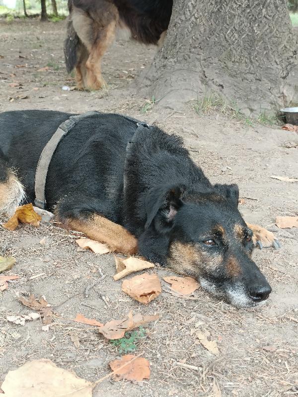 Tessa, 8 anni 15 kg, il cane perfetto  Foto 4