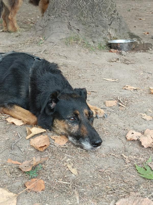 Tessa, 8 anni 15 kg, il cane perfetto  Foto 5