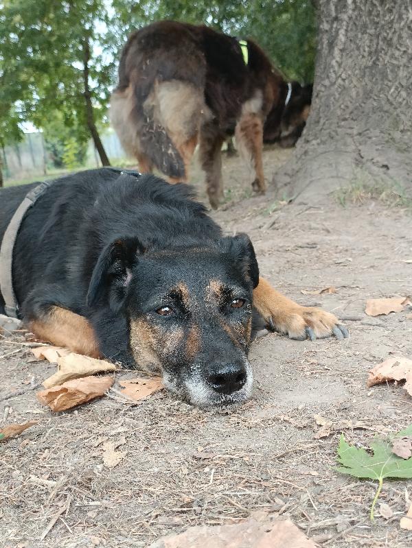 Tessa, 8 anni 15 kg, il cane perfetto  Foto 6