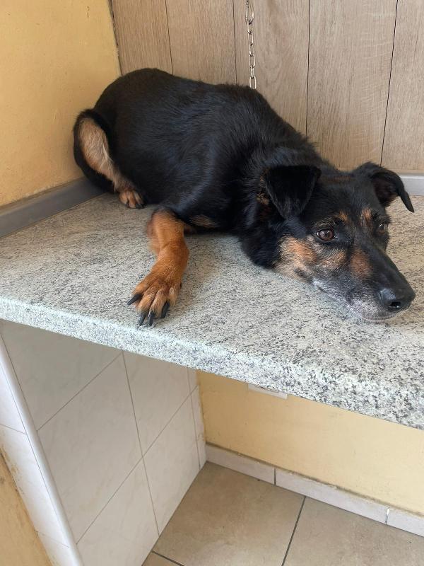 Tessa, 8 anni 15 kg, il cane perfetto  Foto 7