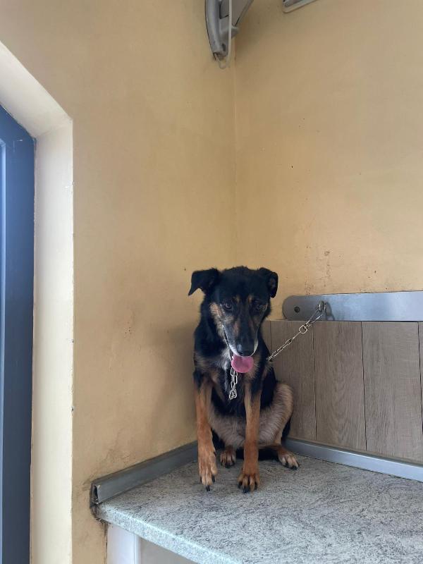 Tessa, 8 anni 15 kg, il cane perfetto  Foto 8
