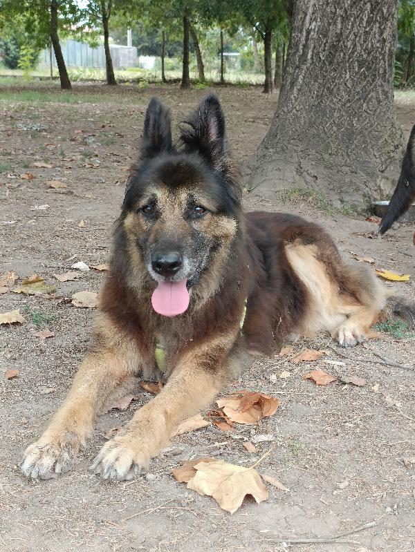 Taila, Mix Pastore Tedesco 