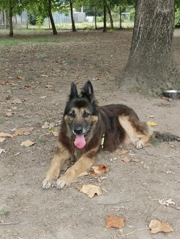 Taila, mix pastore tedesco  Foto 2