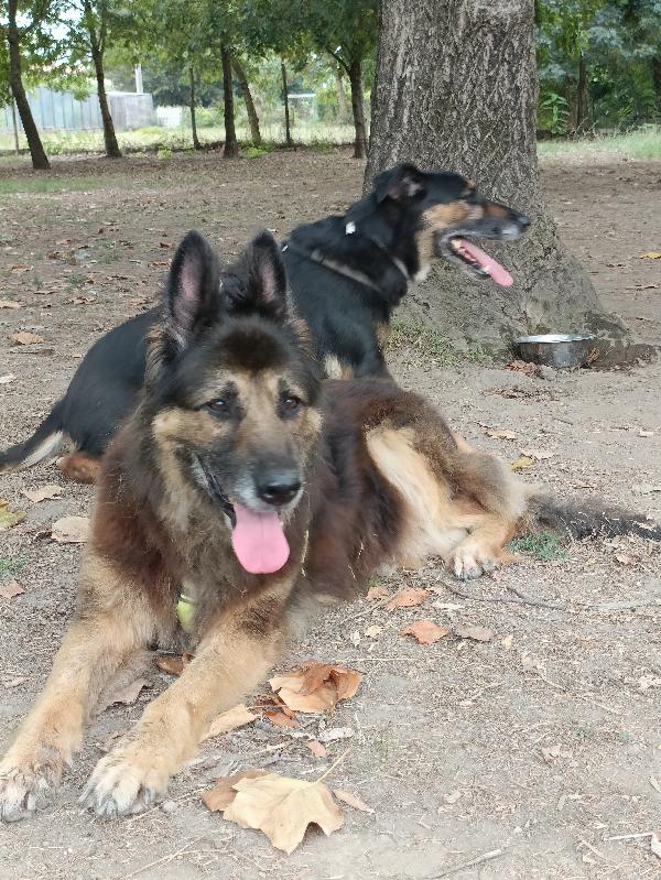 Taila, mix pastore tedesco  Foto 3