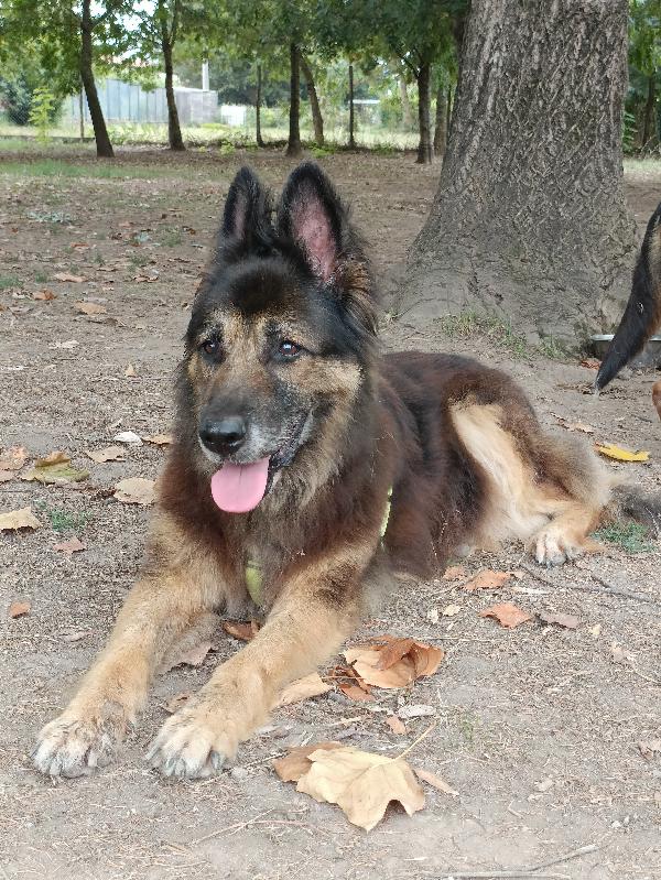 Taila, mix pastore tedesco  Foto 4