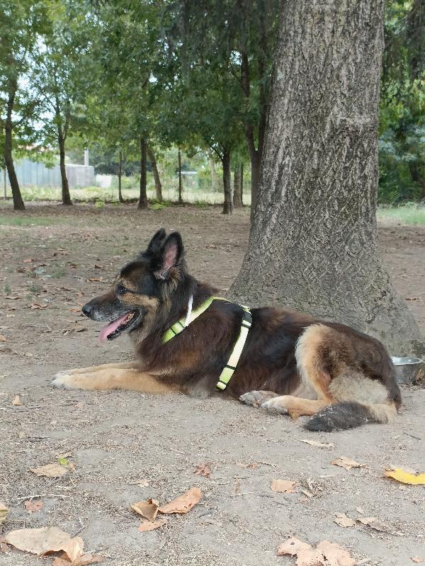 Taila, mix pastore tedesco  Foto 5