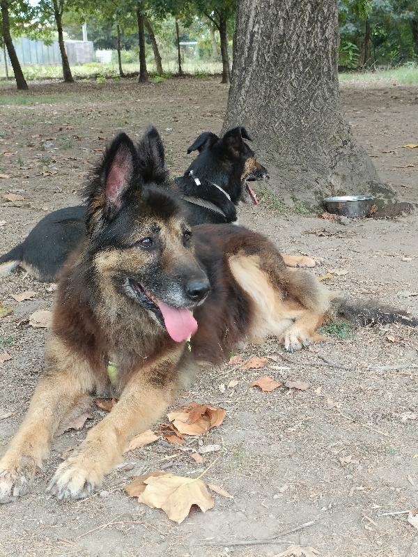 Taila, mix pastore tedesco  Foto 6