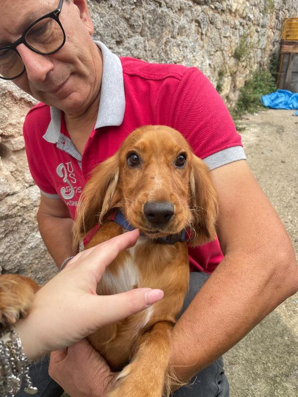 Cucciola Cocker 