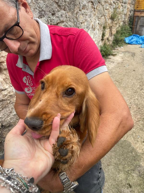 Cucciola Cocker  Foto 4