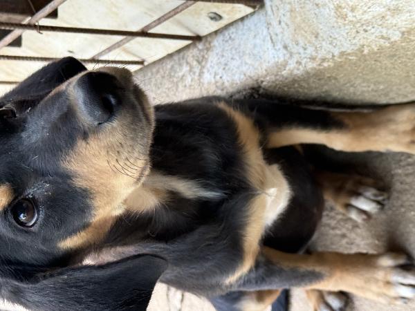 🌼🐾 caramel 🐾🌼 dolce cucciola taglia medio piccola in adozione  Foto 2