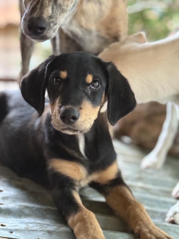 🌼🐾 caramel 🐾🌼 dolce cucciola taglia medio piccola in adozione  Foto 3