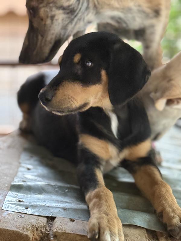 🌼🐾 caramel 🐾🌼 dolce cucciola taglia medio piccola in adozione  Foto 5